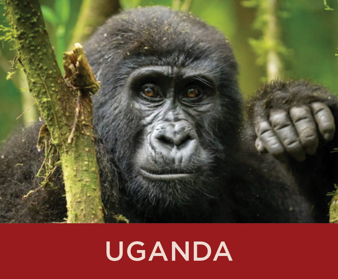 Destination: Uganda